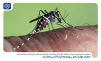 اقدامات پیشگیرانه شهرداری منطقه ی چهار در مقابله با پشه آئدس