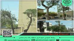 پاسخ‌گویی سریع به مطالبات مردمی؛ هرس درختان بلوار نواب انجام شد