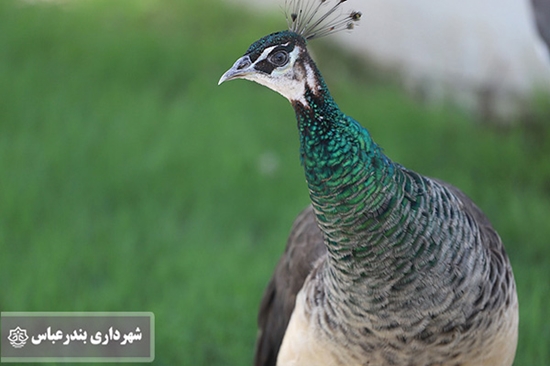 آمادگی,باغ,پرندگان,بندرعباس,بازدید,شهروندان,فضای,سبز,شهری,شهرداری,بندرعباس,مصطفی,خادم, 