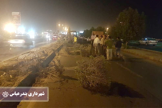 شهرداری بندرعباس,درخت,فضای سبز,سیما,رضا حیدری زاده,جابجایی, 